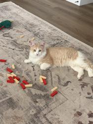 Lost Female Cat last seen Ocotillo and Power, in Legado West, Queen Creek, AZ 85142