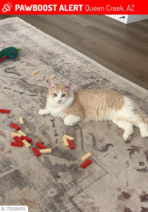 Lost Female Cat last seen Ocotillo and Power, in Legado West, Queen Creek, AZ 85142