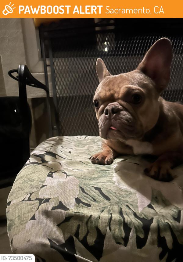 Found/Stray Female Dog last seen El Camino, Sacramento, CA 95815