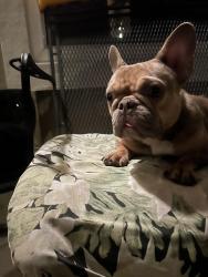 Found/Stray Female Dog last seen El Camino, Sacramento, CA 95815