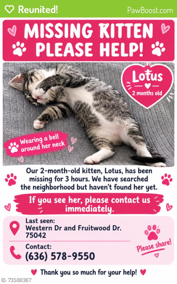 Reunited Female Cat last seen Western Dr. and Fruitwood Dr., Garland, TX 75042