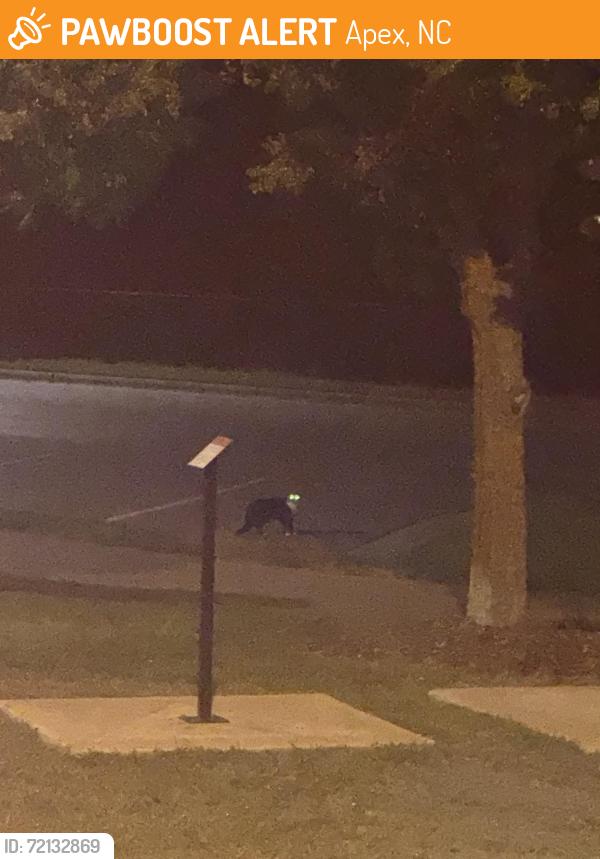 Found/Stray Unknown Cat last seen Baseball field in hunter street park, Apex, NC 27502