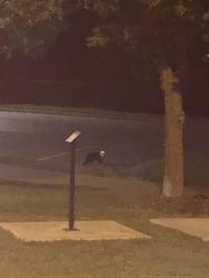 Found/Stray Unknown Cat last seen Baseball field in hunter street park, Apex, NC 27502