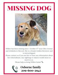 Lost Female Dog last seen E. Olive Ave, Fresno County, CA 93727