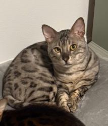 Reunited Male Cat last seen Meandering way and hidden fort ct, Roseville, CA 95747