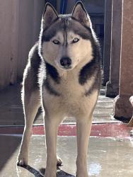 Reunited Male Dog last seen Near E Broadway, Anaheim, CA 92805, USA, Anaheim, CA 92805