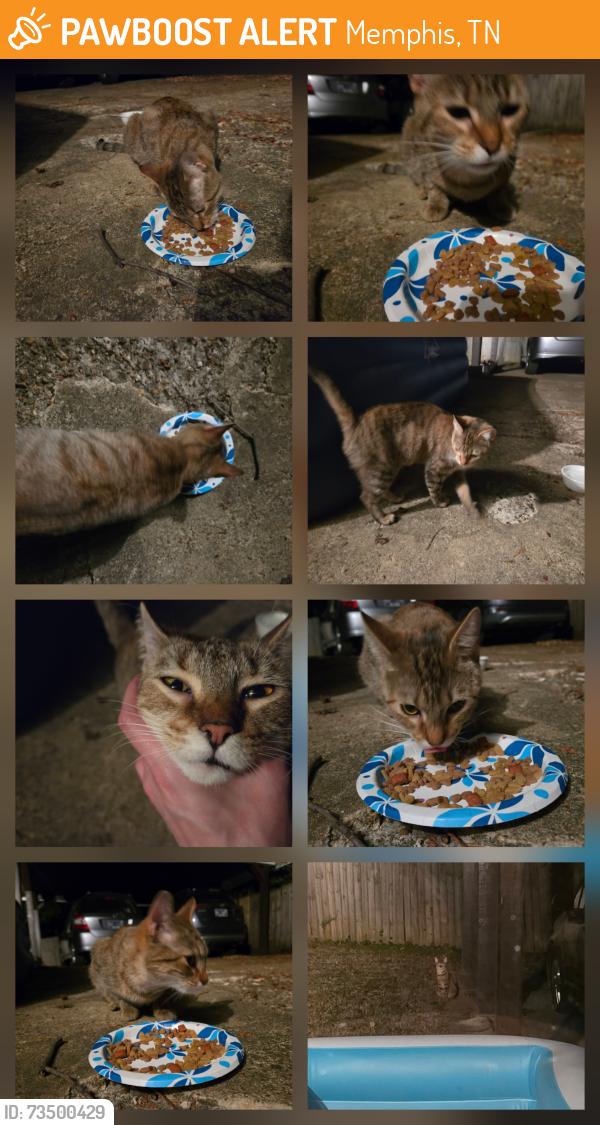Found/Stray Unknown Cat last seen White station and park ave, Memphis, TN 38117