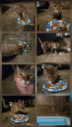 Found/Stray Unknown Cat last seen White station and park ave, Memphis, TN 38117