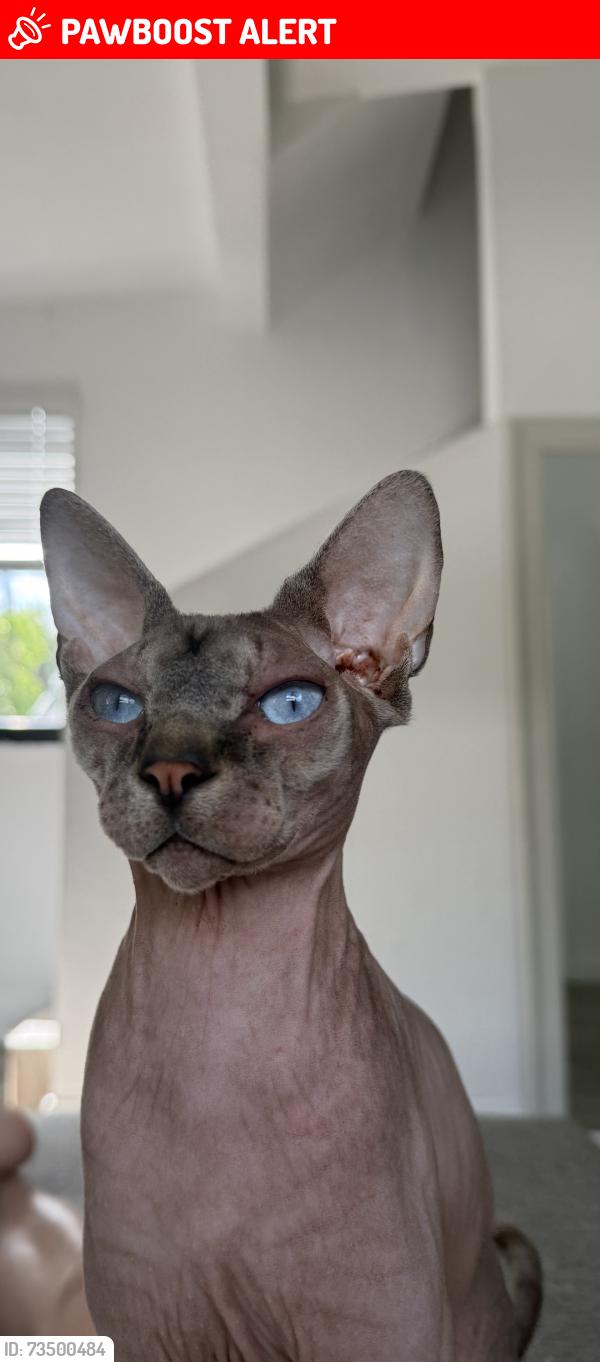 Lost Male Cat last seen we unexpectedly left the door open, West Palm Beach, FL 33413