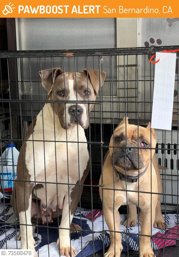 Found/Stray Female Dog last seen Near, San Bernardino, CA 92401