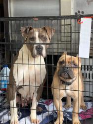 Found/Stray Female Dog last seen Near, San Bernardino, CA 92401