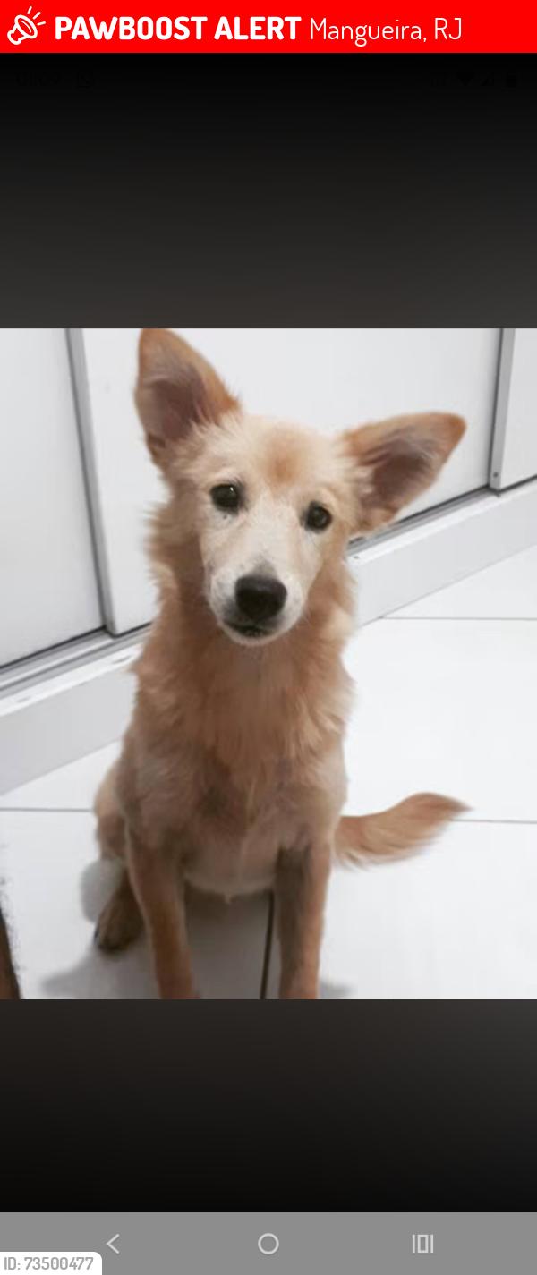 Lost Female Dog last seen Perto da quadra da mangueira, Mangueira, RJ 
