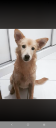 Lost Female Dog last seen Perto da quadra da mangueira, Mangueira, RJ 