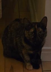 Lost Female Cat last seen H1y2g8, Montréal, QC H1Y 2G8