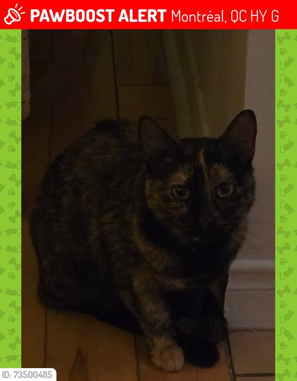 Lost Female Cat last seen H1y2g8, Montréal, QC H1Y 2G8