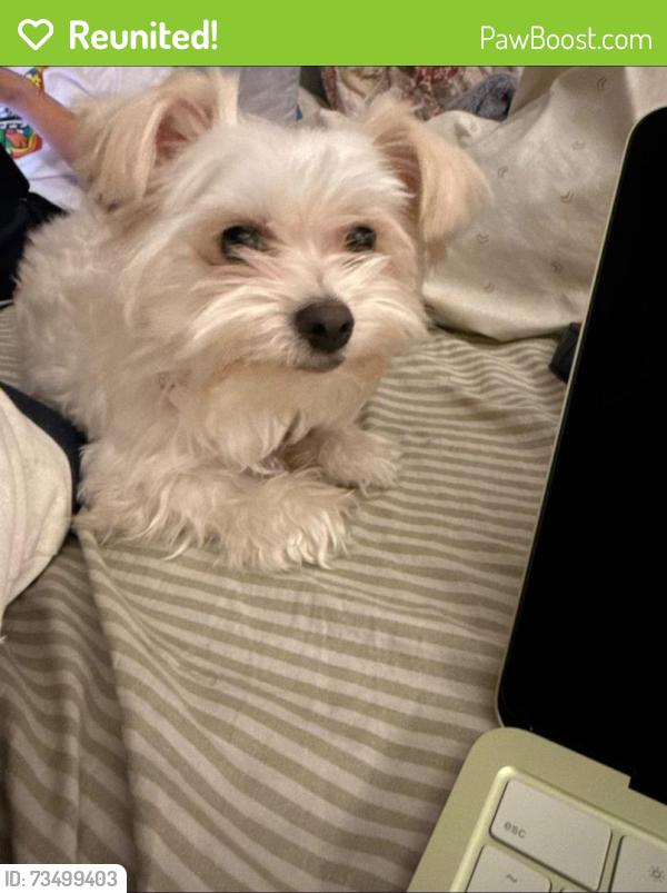 Reunited Female Dog last seen Holt Blvd, Ontario, CA, USA, Ontario, CA 91764