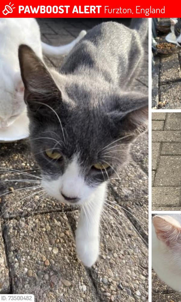 Lost Female Cat last seen Dunkery Beacon, Furzton, England 