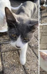 Lost Female Cat last seen Dunkery Beacon, Furzton, England 