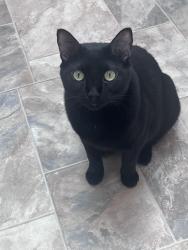 Lost Male Cat last seen Oregon and Regal, Elk, WA 99009