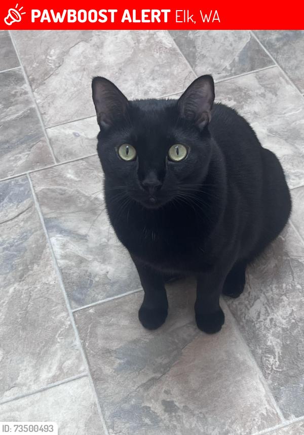 Lost Male Cat last seen Oregon and Regal, Elk, WA 99009