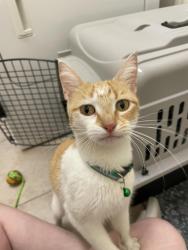 Found/Stray Female Cat last seen Near Stonebridge dr, Tyler, TX 75707