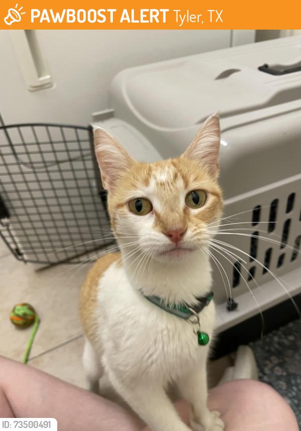 Found/Stray Female Cat last seen Near Stonebridge dr, Tyler, TX 75707