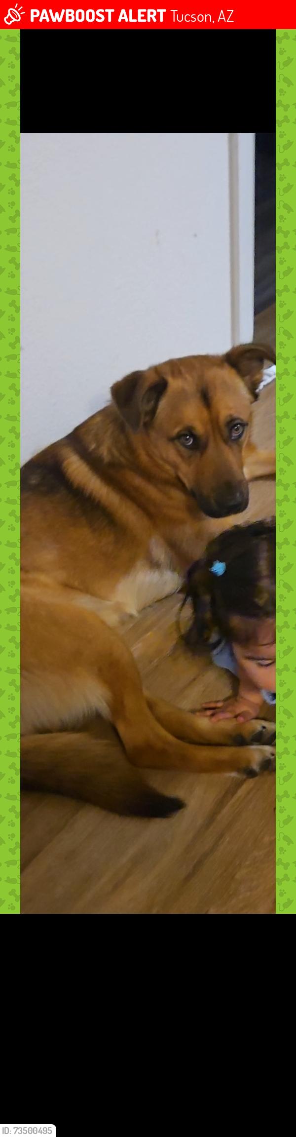 Lost Male Dog last seen Oracle and glenn, Tucson, AZ 85705