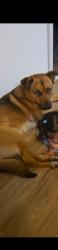 Lost Male Dog last seen Oracle and glenn, Tucson, AZ 85705
