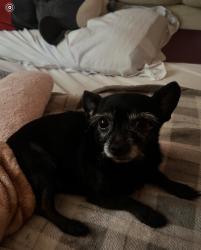 Reunited Male Dog last seen Woodbridge Dr, Little Rock, AR 72209