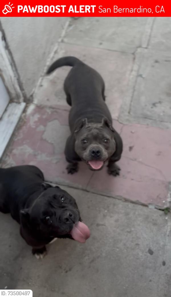 Lost Female Dog last seen Del rosa ave and 9th st, San Bernardino, CA 92410