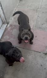Lost Female Dog last seen Del rosa ave and 9th st, San Bernardino, CA 92410