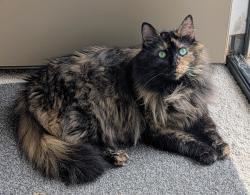 Lost Female Cat last seen Dunkirk Ave and Sprucedale Road, Woodstock, ON N4T 0L1