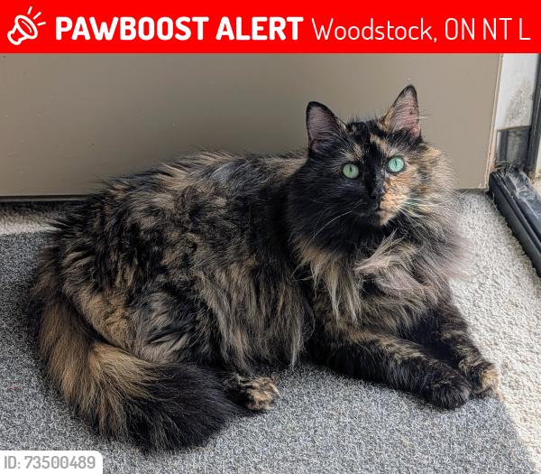 Lost Female Cat last seen Dunkirk Ave and Sprucedale Road, Woodstock, ON N4T 0L1