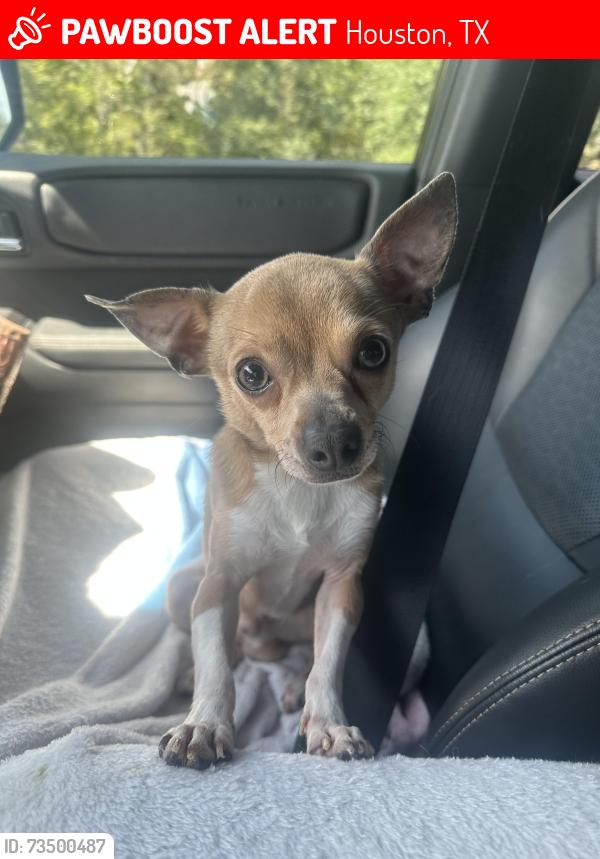 Lost Male Dog last seen Bissonnet st and Kirkwood rd, Houston, TX 77099