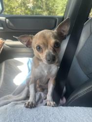 Lost Male Dog last seen Bissonnet st and Kirkwood rd, Houston, TX 77099
