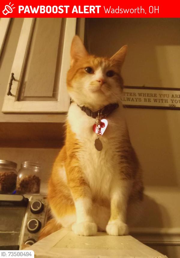 Lost Male Cat last seen Longview and west, Wadsworth, OH 44281