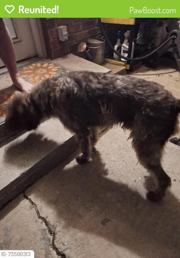 Reunited Male Dog last seen William and Mary Place, University City, Kenne4, Kenner, LA 70065