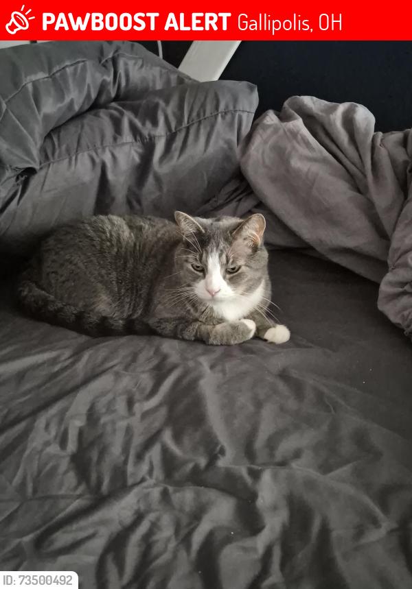 Lost Male Cat last seen Speedway gas station, Gallipolis, OH 45631