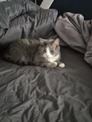 Lost Male Cat last seen Speedway gas station, Gallipolis, OH 45631