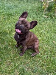 Reunited Male Dog last seen Sandstone & Jade, Victorville, CA 92392