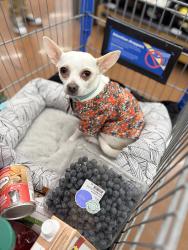 Reunited Male Dog last seen We live between New York and Michigan Street and the nearest intersection are Sherman and New York or Sherman and Michigan, Indianapolis, IN 46201