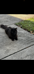Reunited Unknown Cat last seen Near Silver Lake Road, Wilmington, NC 28412