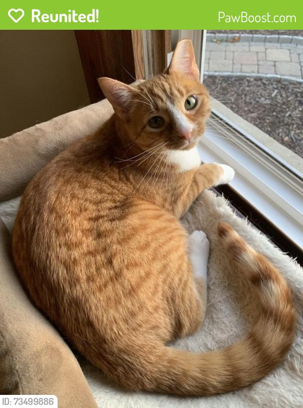 Reunited Female Cat last seen Edgewood Ace & Forest Home, Big Bend, WI 53103
