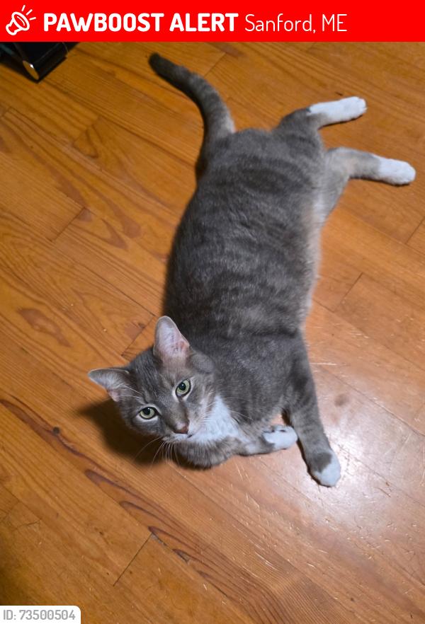 Lost Male Cat last seen Studio by the pond, Sanford, ME 04083