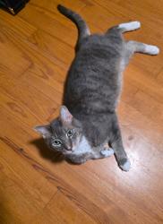 Lost Male Cat last seen Studio by the pond, Sanford, ME 04083