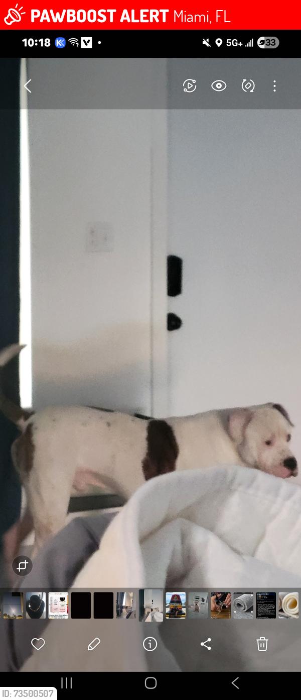 Lost Male Dog last seen Near street nw 22nd Ave, Miami, FL 33167