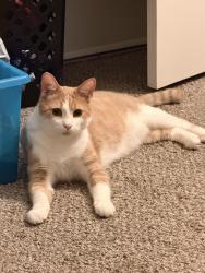 Lost Male Cat last seen Euclid and Lincoln, Anaheim, CA 92802