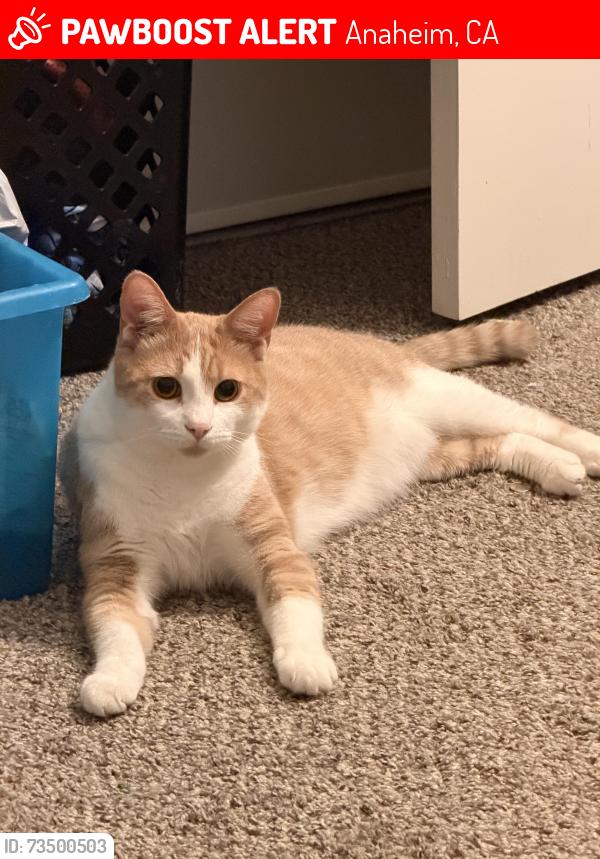 Lost Male Cat last seen Euclid and Lincoln, Anaheim, CA 92802