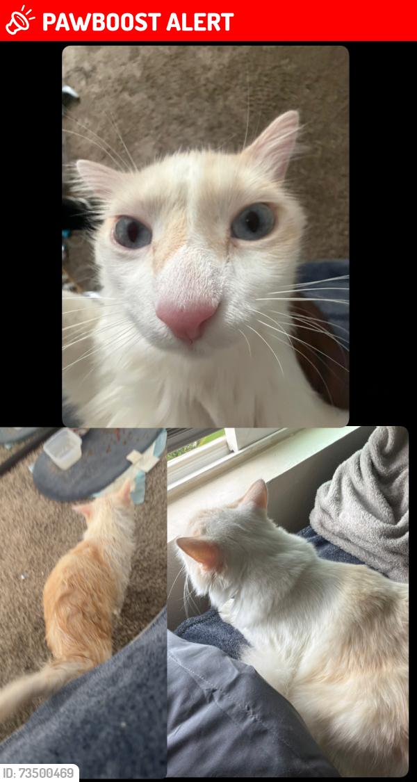 Lost Male Cat last seen Near church st, Rancho Cucamonga, CA 91730