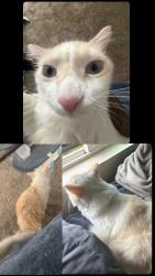 Lost Male Cat last seen Near church st, Rancho Cucamonga, CA 91730